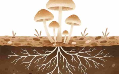 The Part of the Mushroom Most People Never See